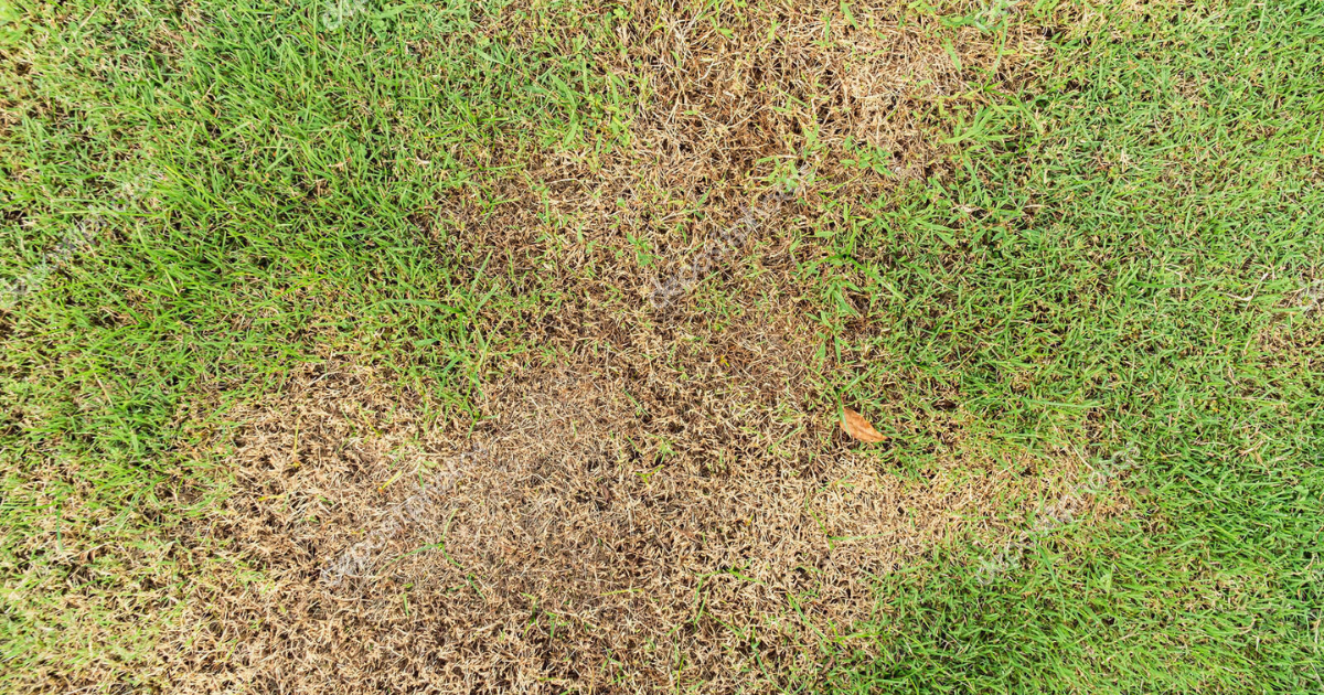 Gramado residencial com áreas amareladas entre trechos verdes