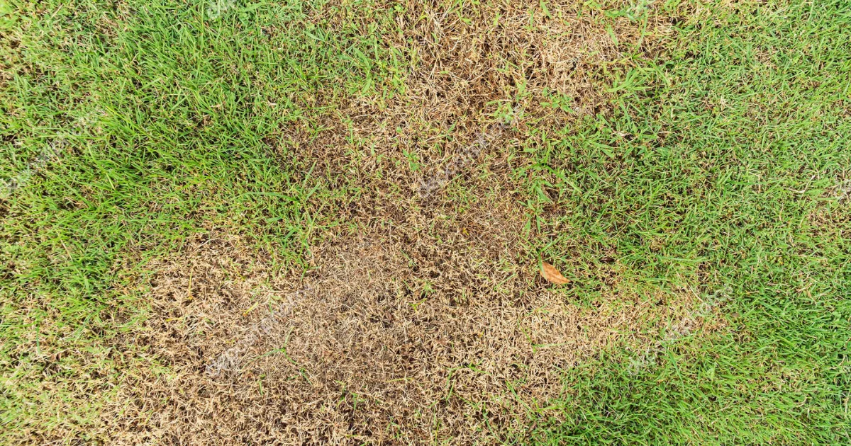 Gramado com áreas amareladas entre trechos verdes